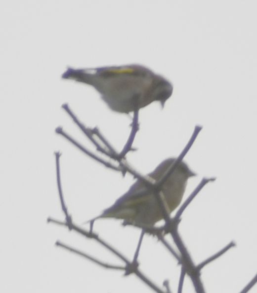 Зеленяк звичайний - ML646186850