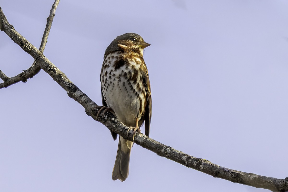 Пасовник рябогрудий - ML646186852