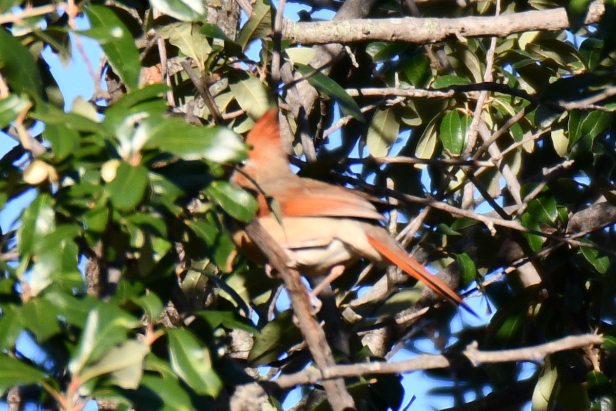 Кардинал червоний - ML646186853