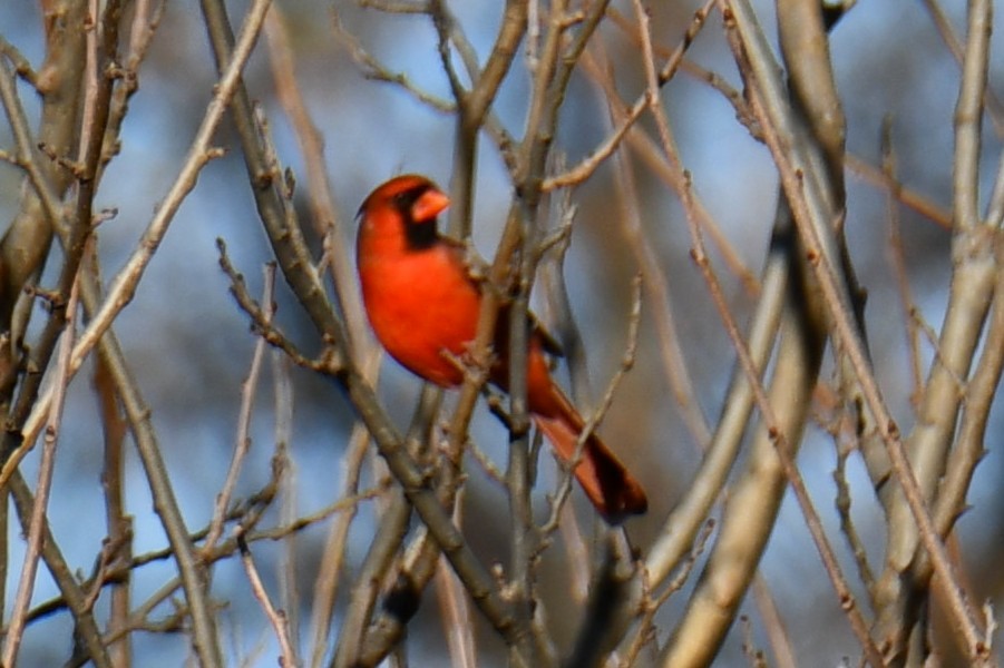 Кардинал червоний - ML646186854