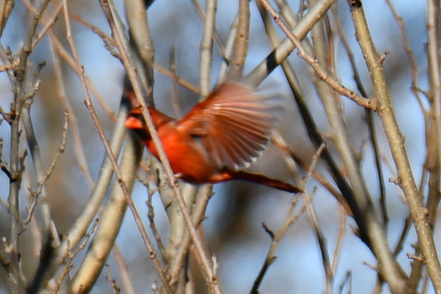 Кардинал червоний - ML646186855