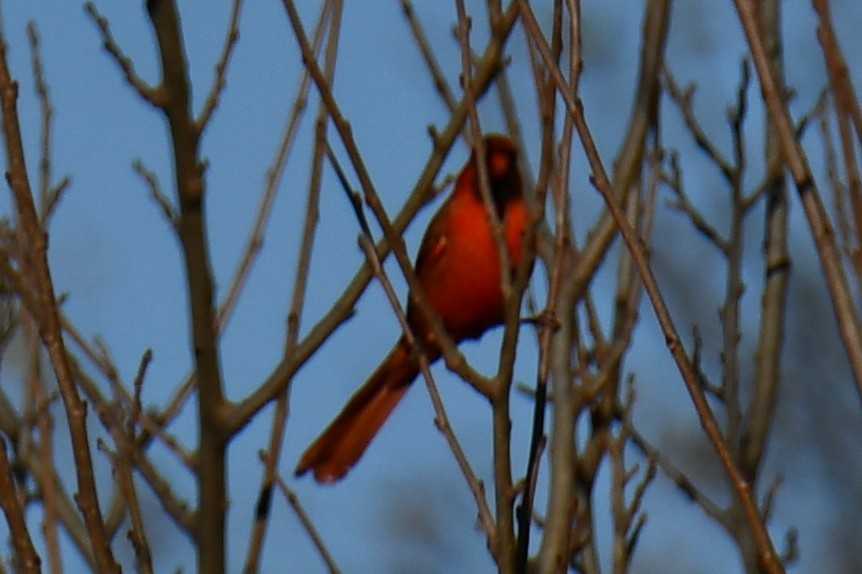 Кардинал червоний - ML646186856