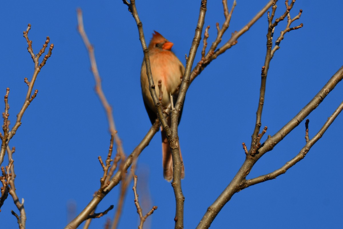 Кардинал червоний - ML646186857