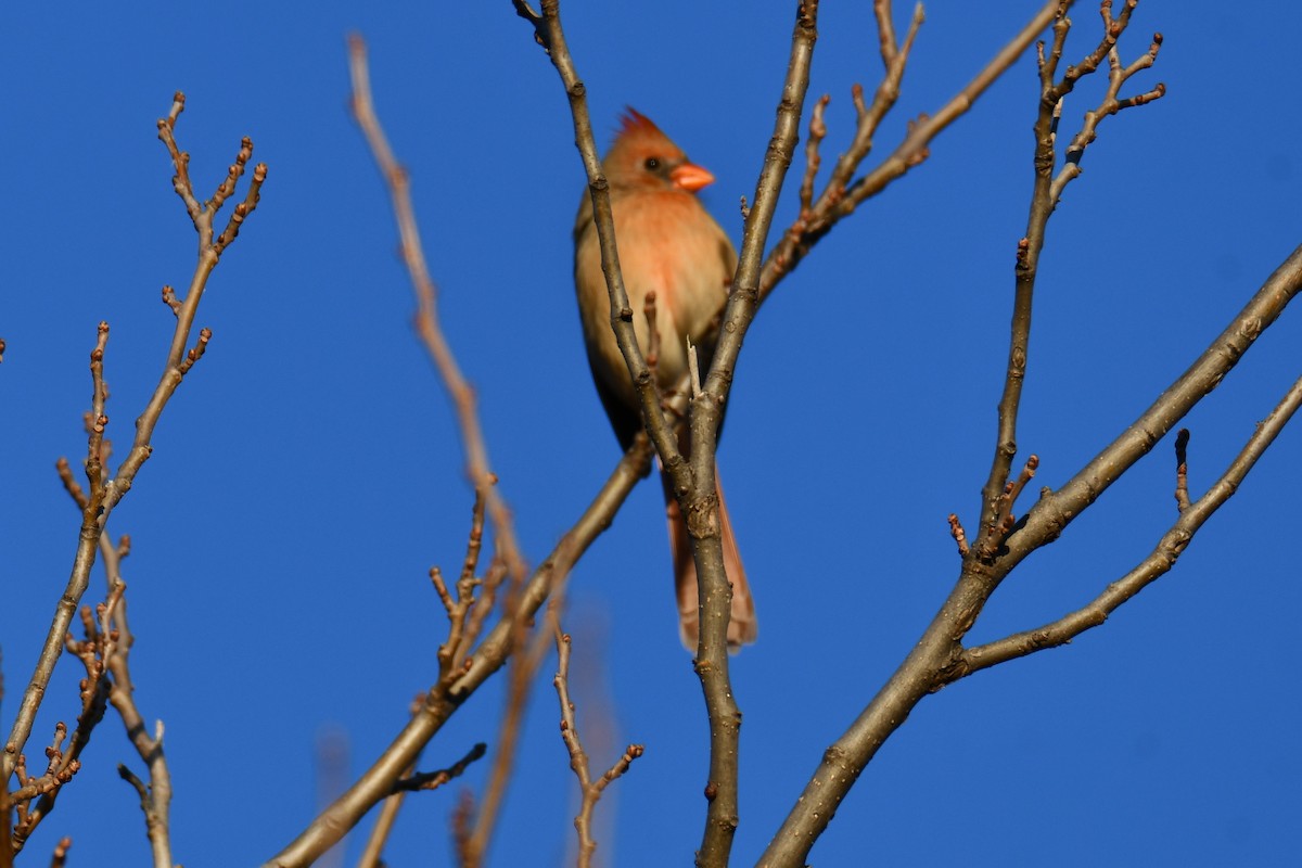 Кардинал червоний - ML646186858