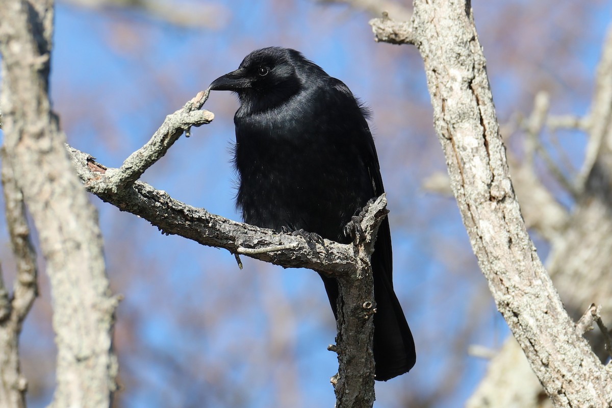 Ворона берегова - ML646186859
