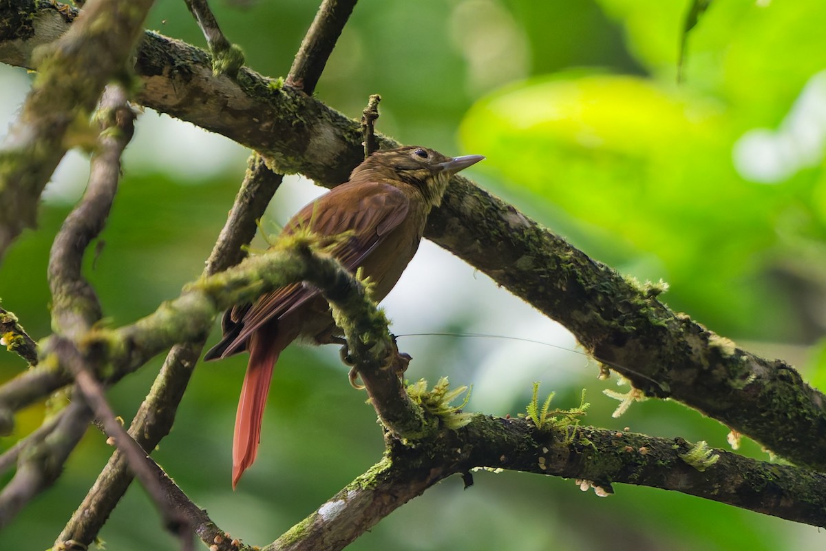Тікотіко гірський - ML646186861
