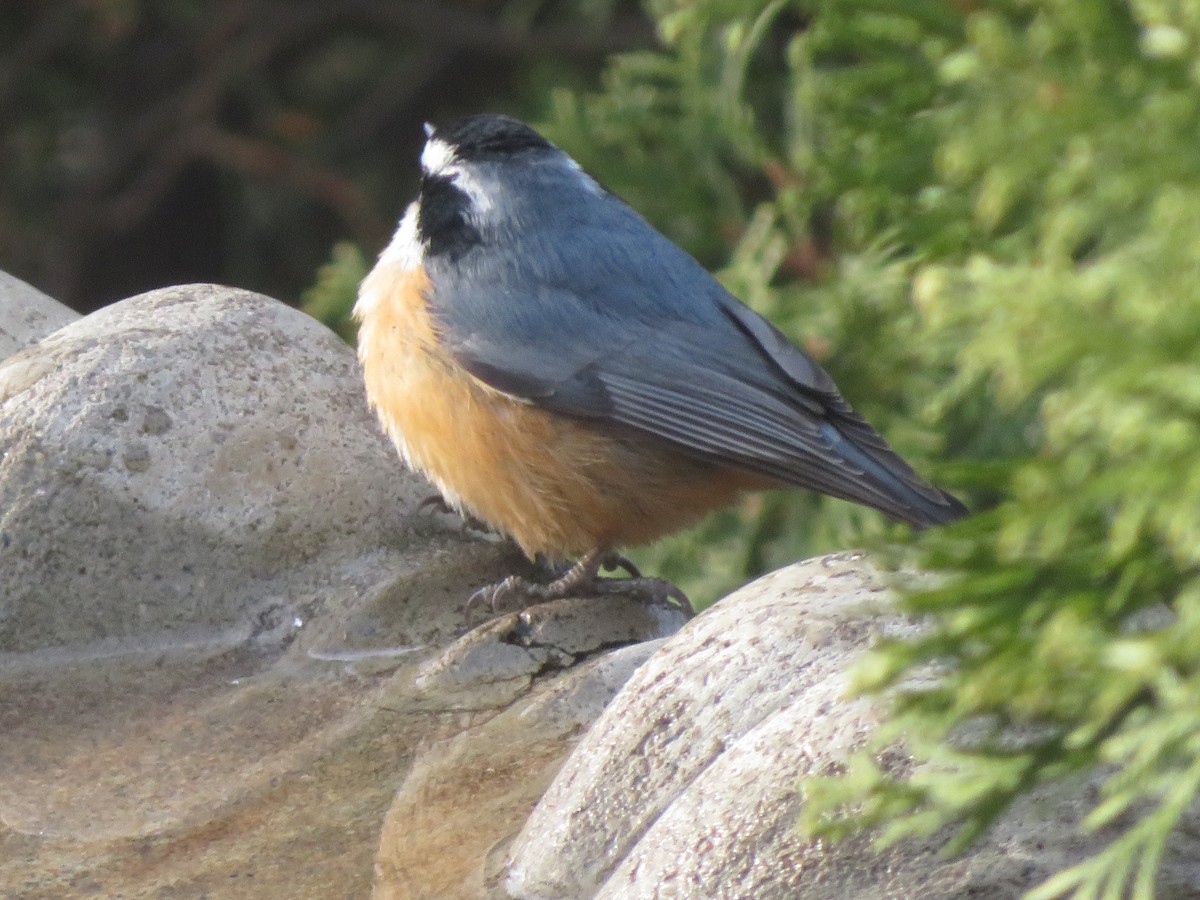 Повзик канадський - ML646186862