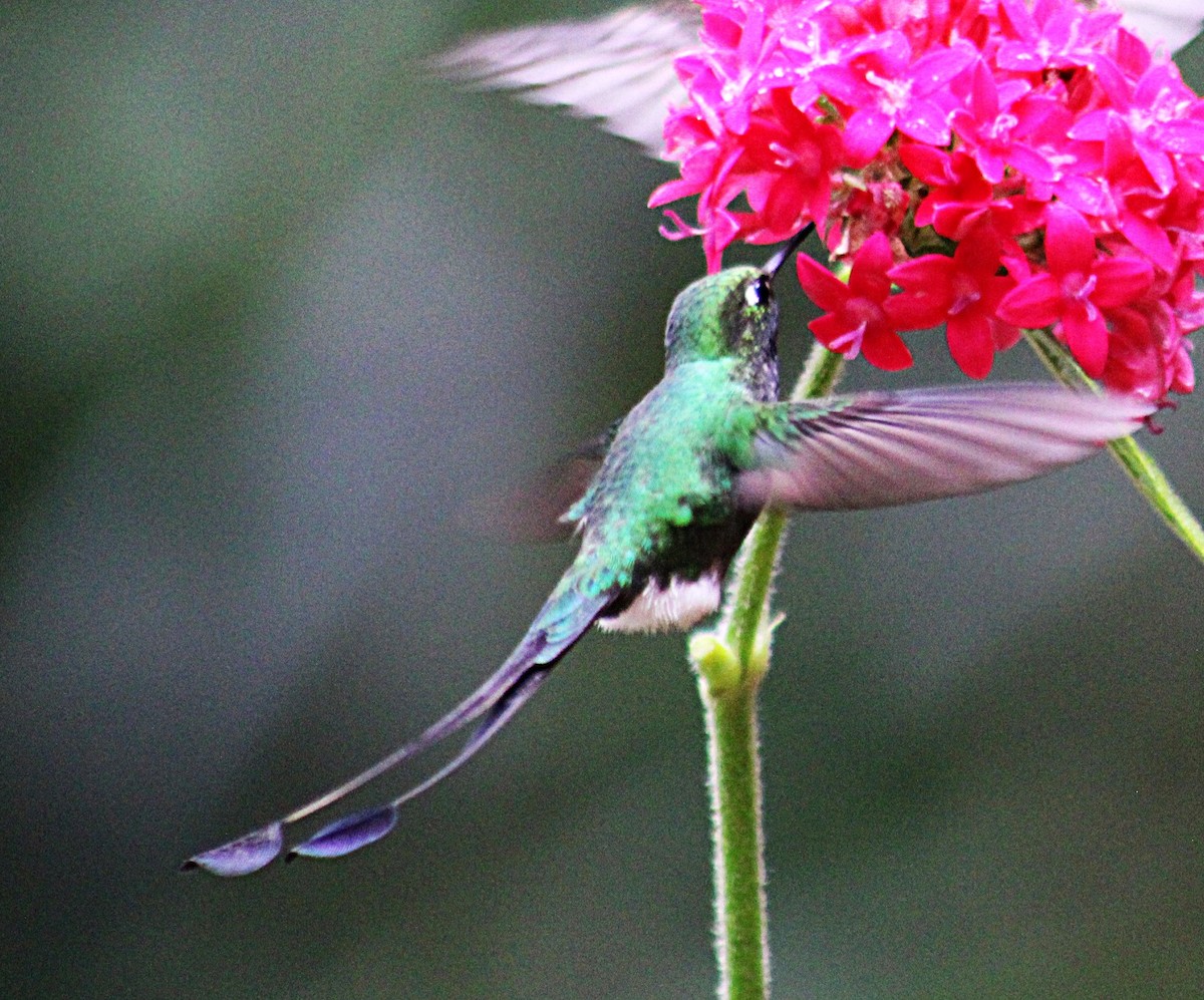 Колібрі-пухоніг віхтьохвостий - ML646186863