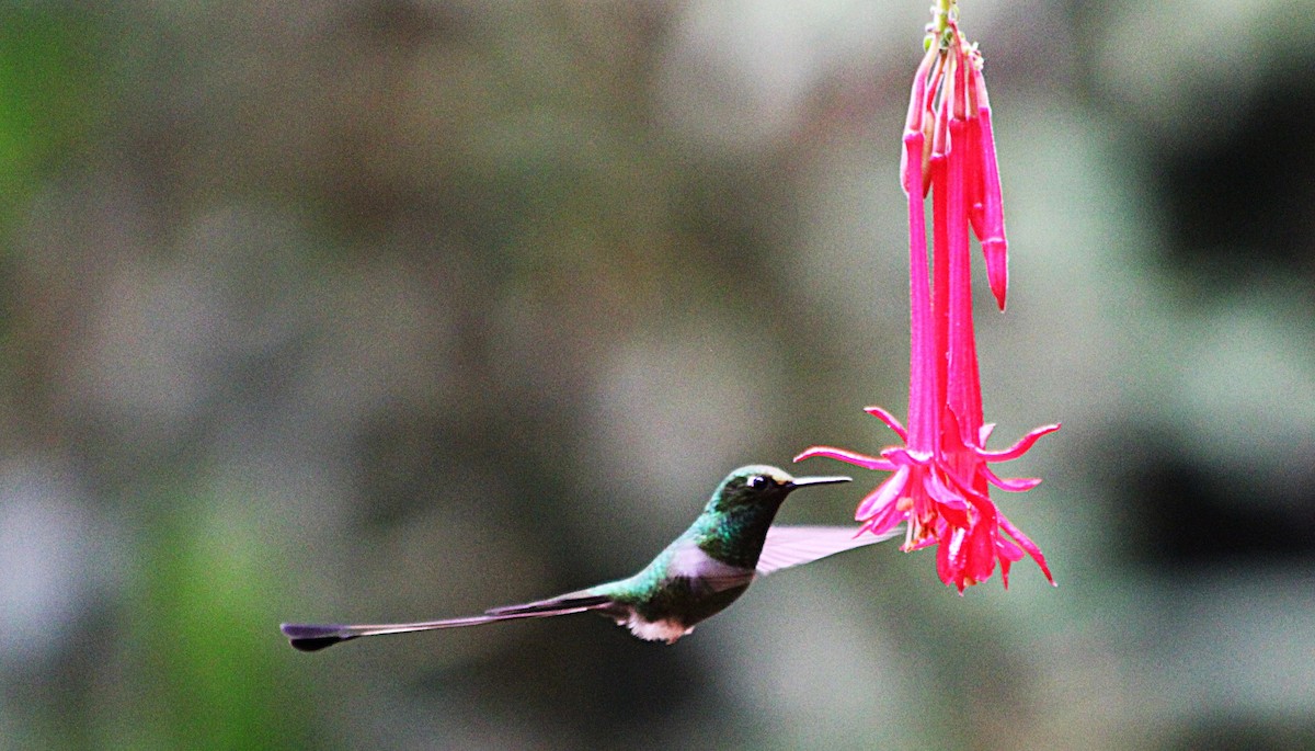 Колібрі-пухоніг віхтьохвостий - ML646186864