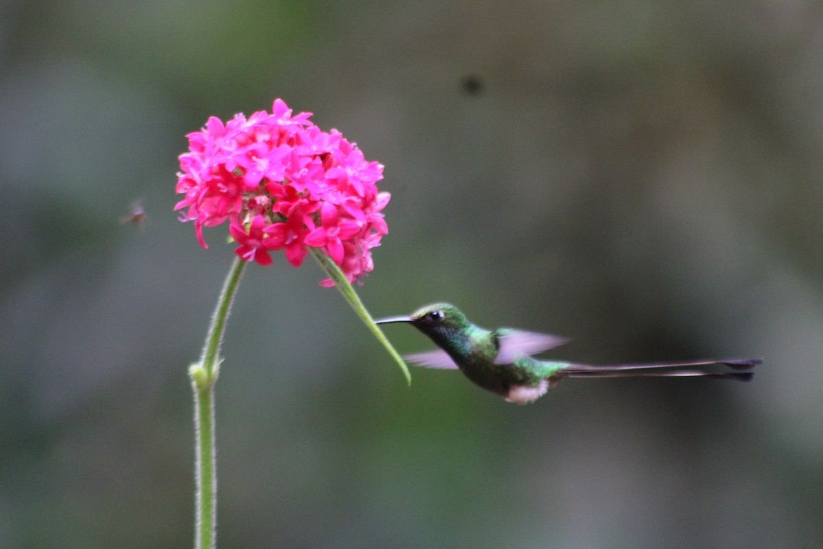 Колібрі-пухоніг віхтьохвостий - ML646186866