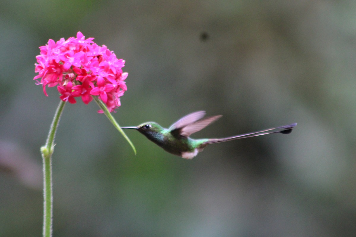 Колібрі-пухоніг віхтьохвостий - ML646186867