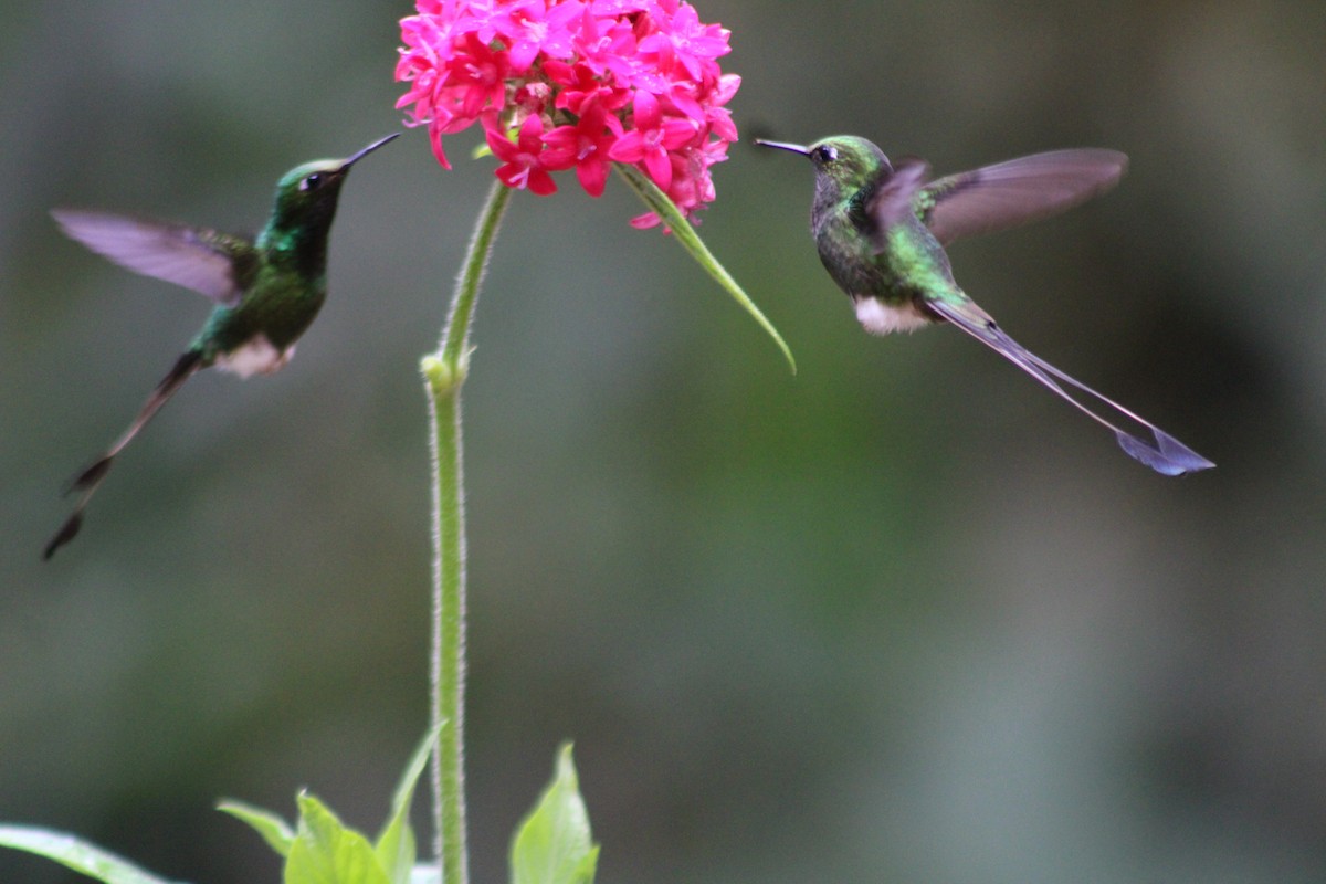 Колібрі-пухоніг віхтьохвостий - ML646186868