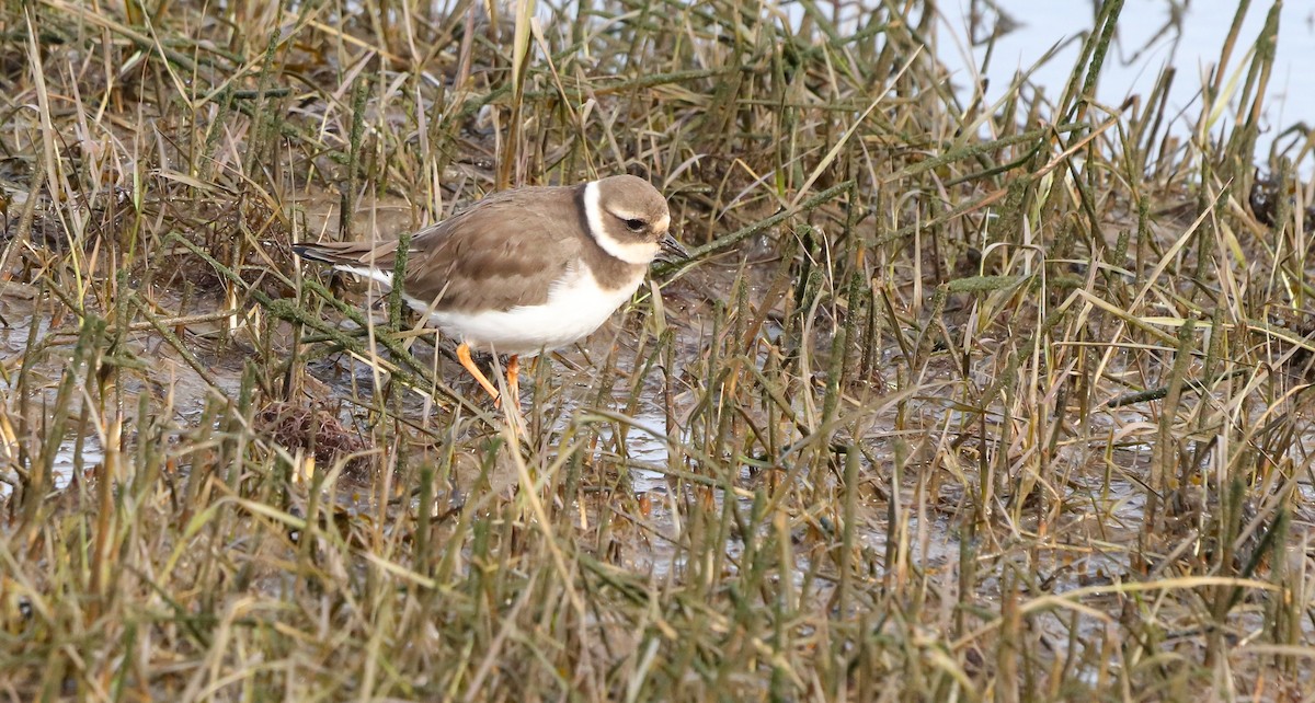 Пісочник великий - ML646186878