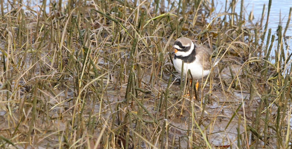 Пісочник великий - ML646186879