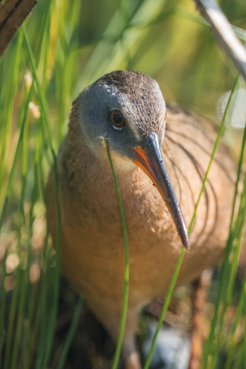 Virginia Rail - ML646186880