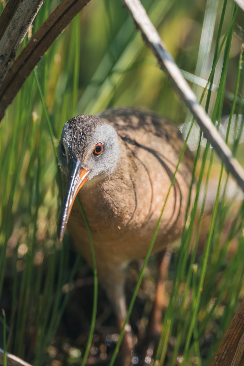 Virginia Rail - ML646186881