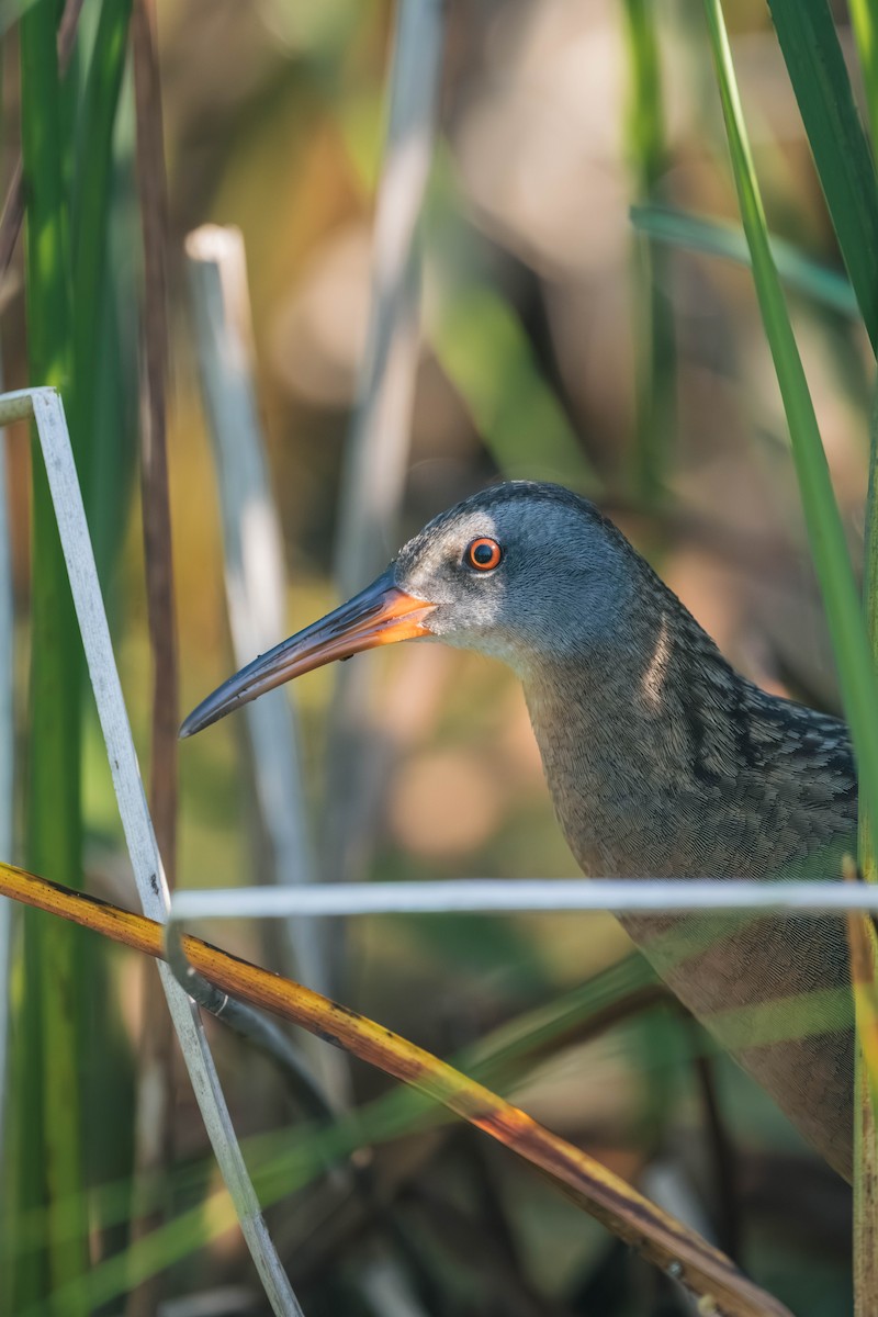 Virginia Rail - ML646186882