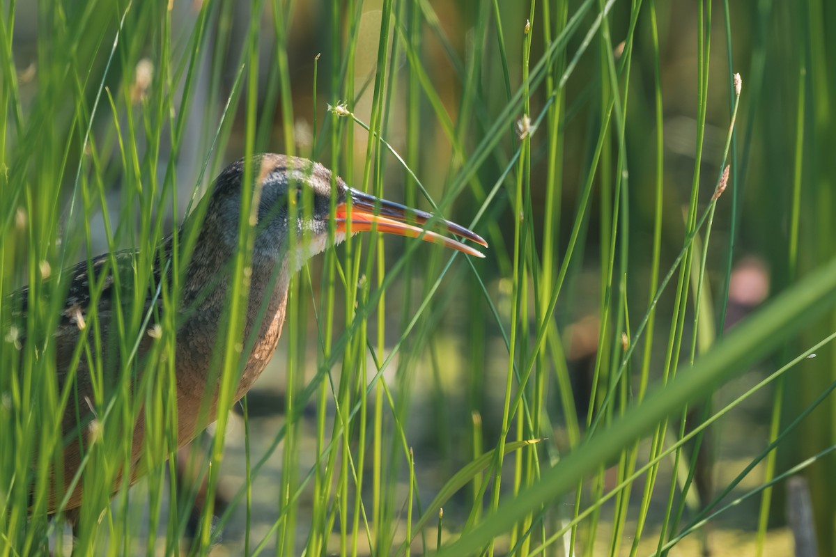 Virginia Rail - ML646186883