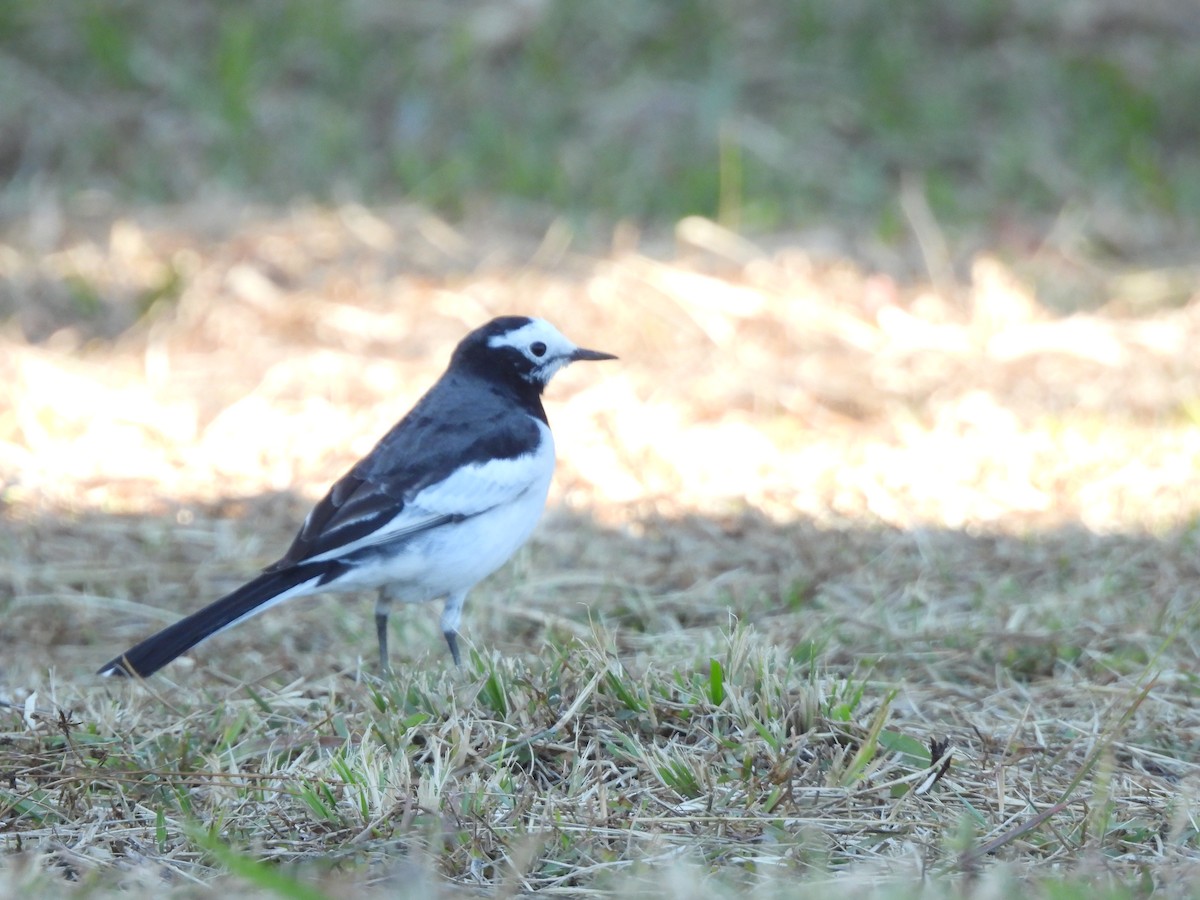 White Wagtail - ML646186885