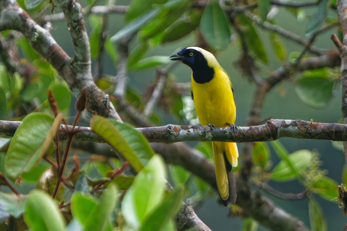 Geai vert (groupe yncas) - ML646186886