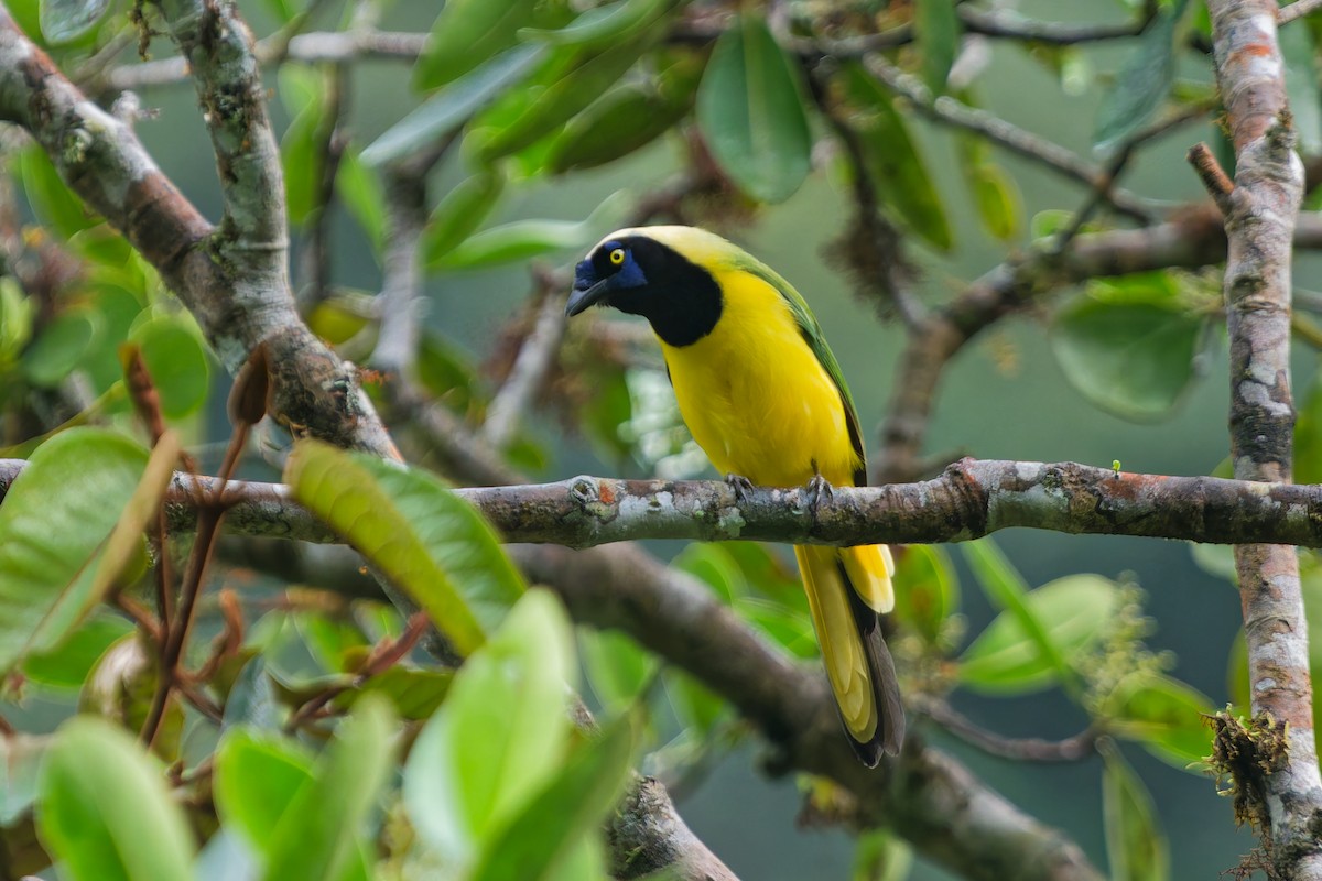 Geai vert (groupe yncas) - ML646186887