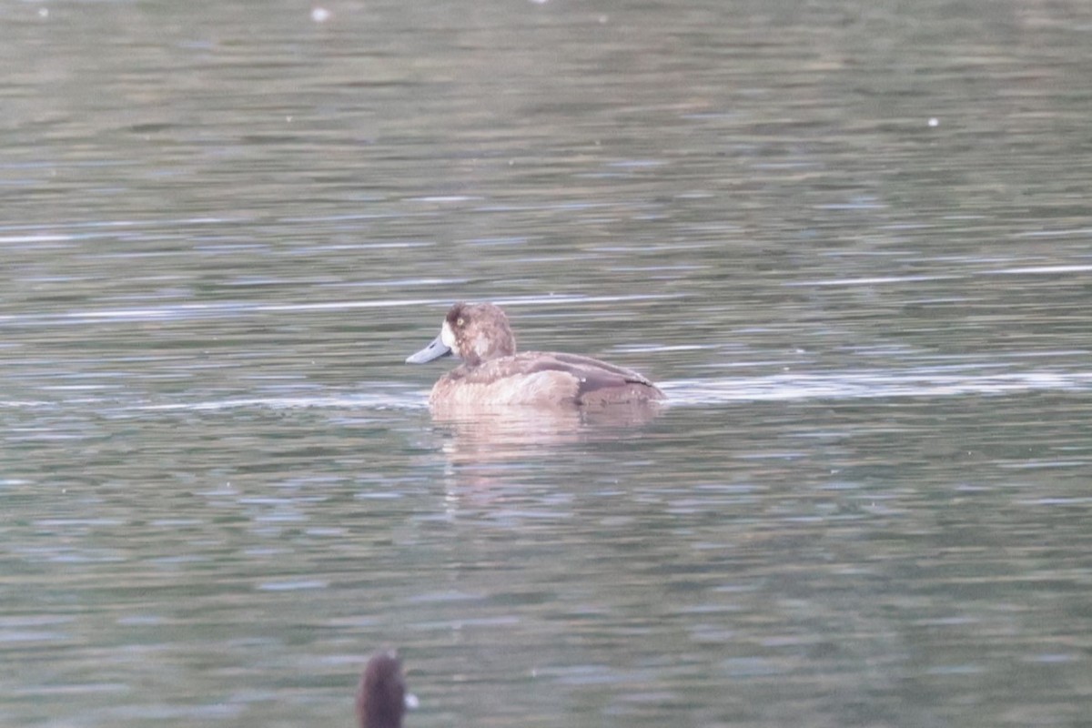 Морская чернеть - ML646186889