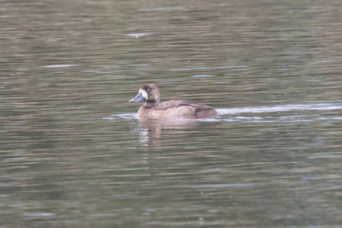 Морская чернеть - ML646186890