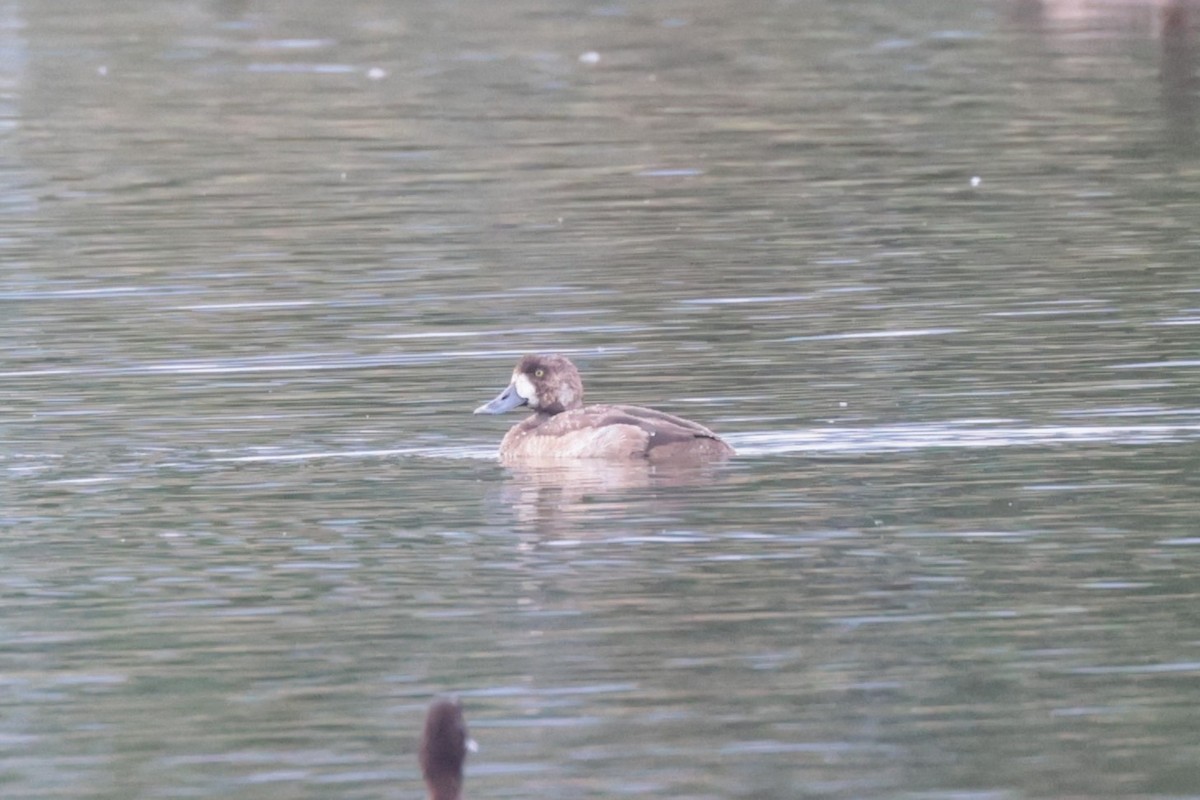 Морская чернеть - ML646186891