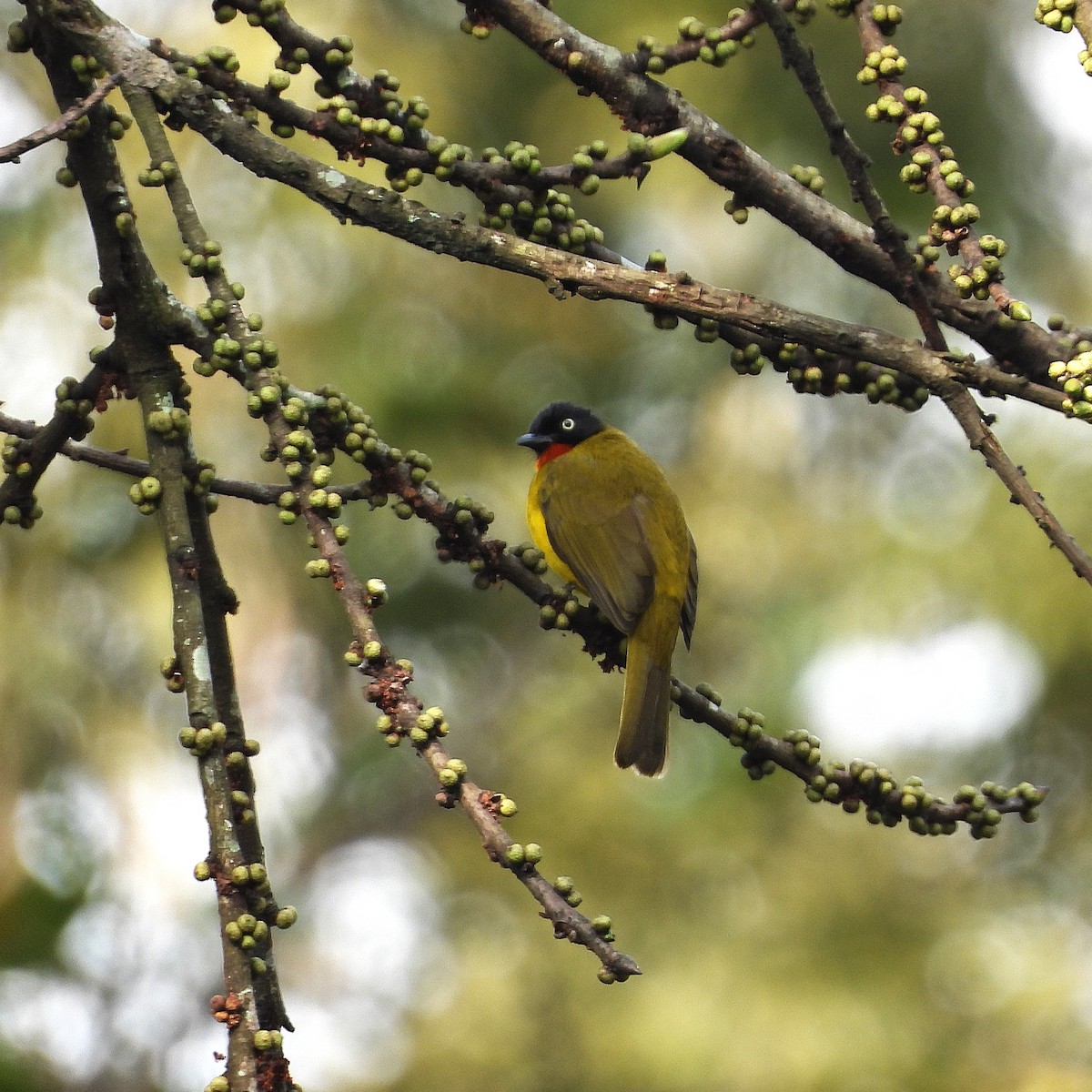 Flame-throated Bulbul - ML646186892