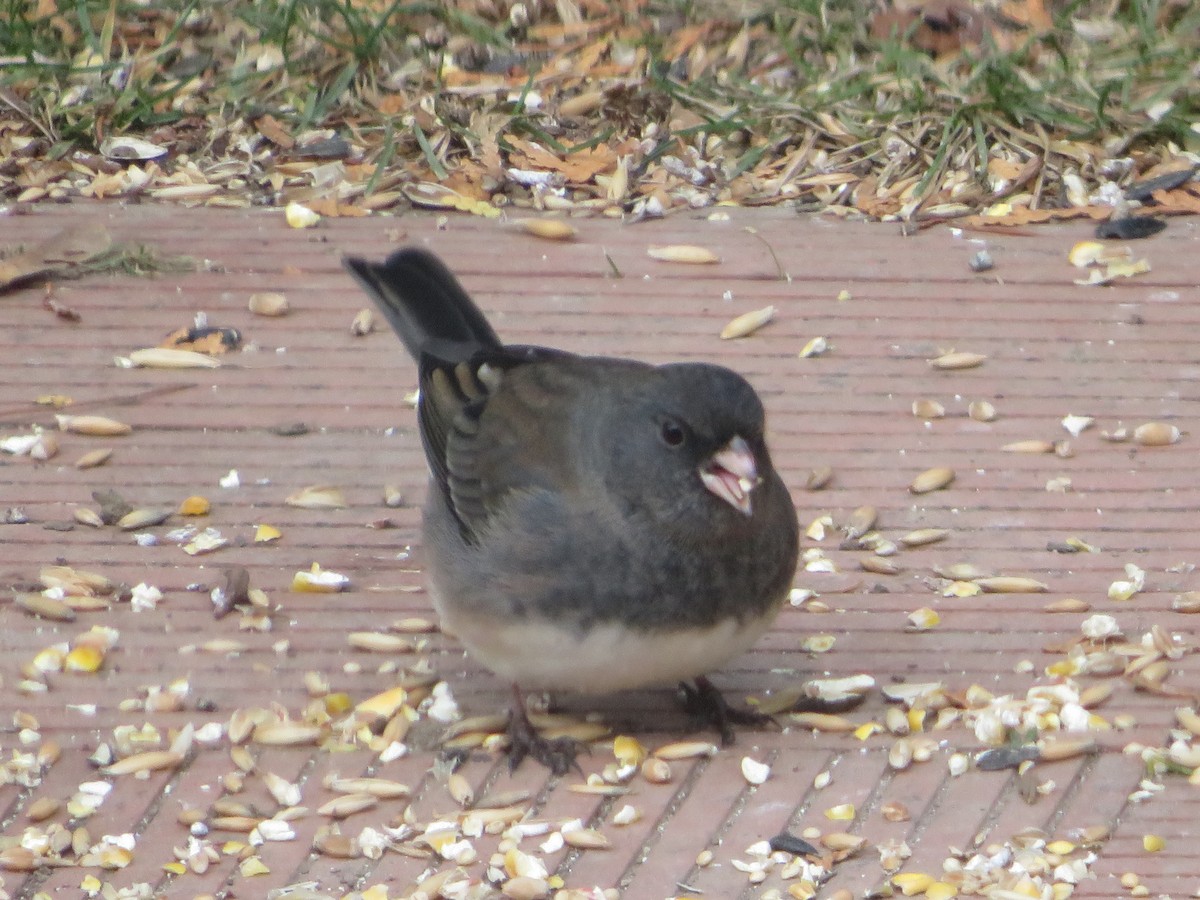 Dark-eyed Junco - ML646186900