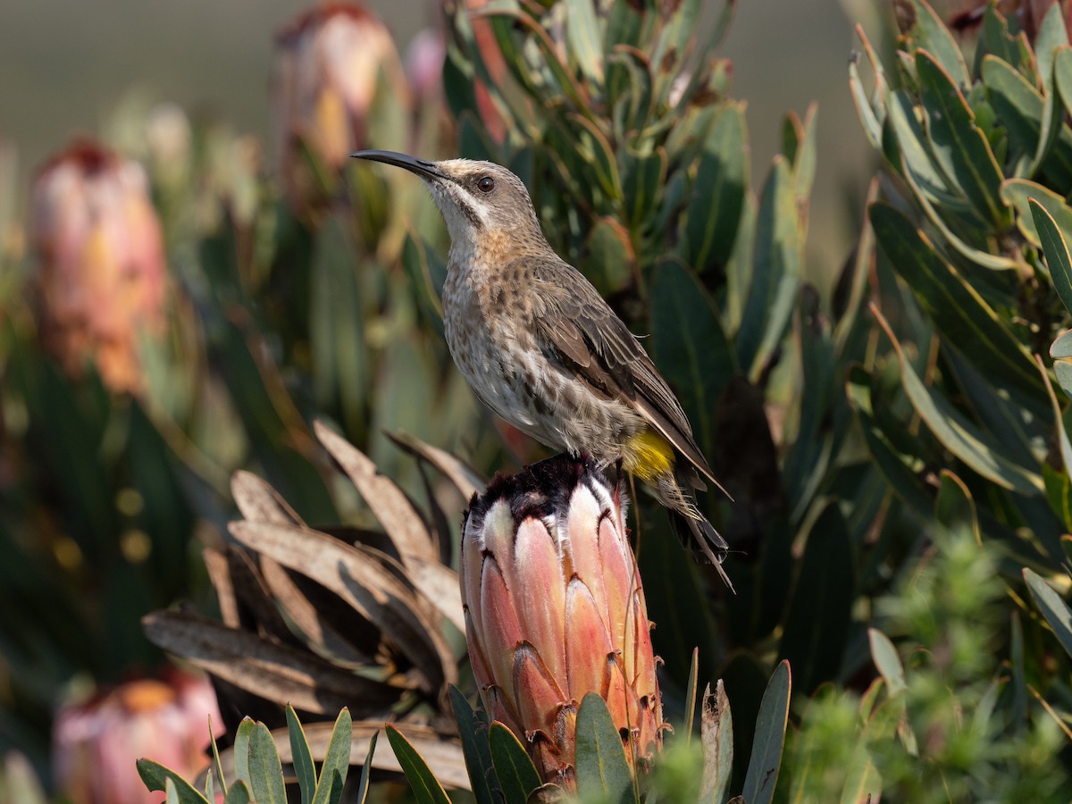 Cape Sugarbird - ML646186901