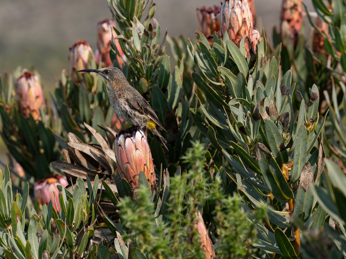 Cape Sugarbird - ML646186902