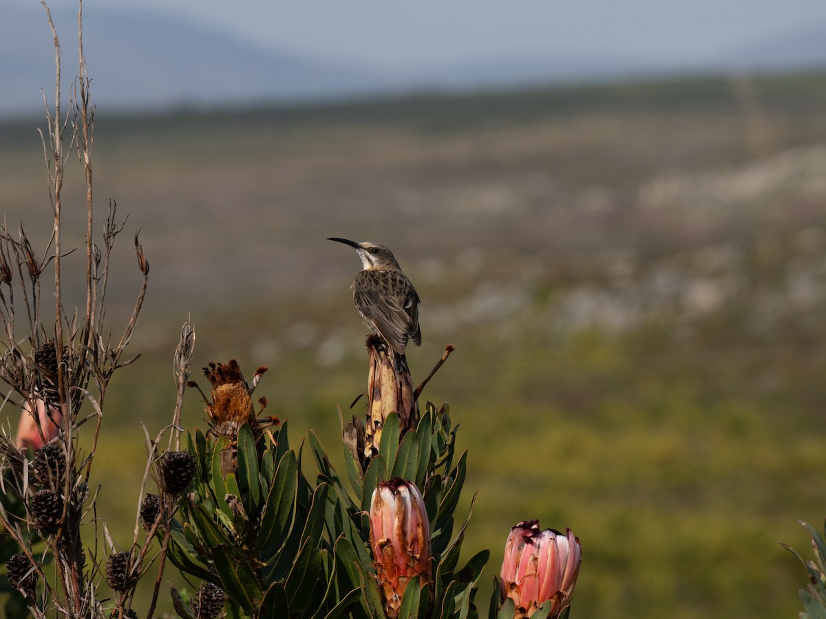 Cape Sugarbird - ML646186903