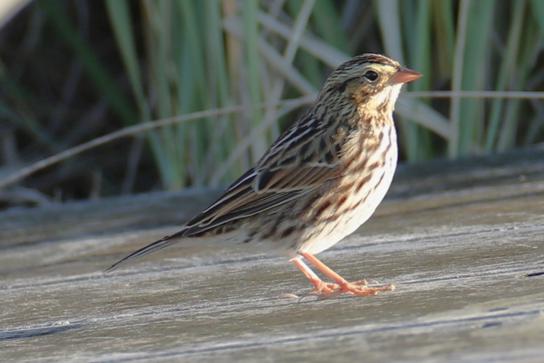 Savannah Sparrow - ML646186920