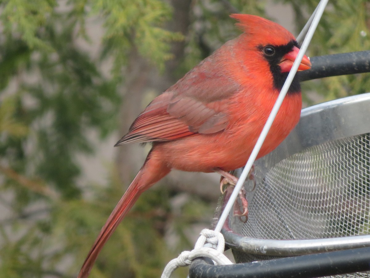 Northern Cardinal - ML646186924