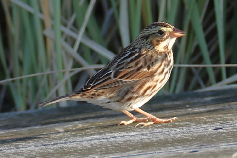 Savannah Sparrow - ML646186925