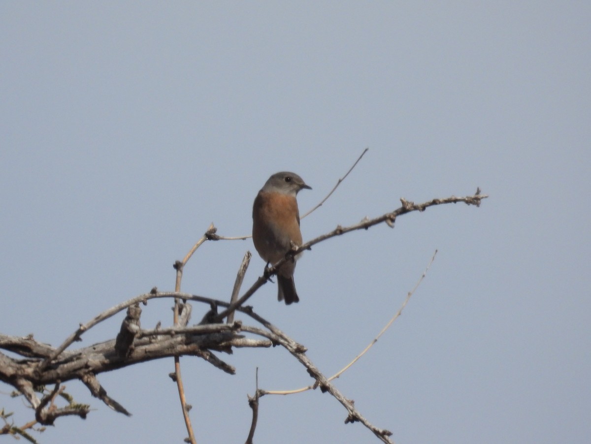 Western Bluebird - ML646186931