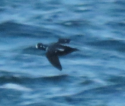 Хотгуужин чөрх - ML646186934