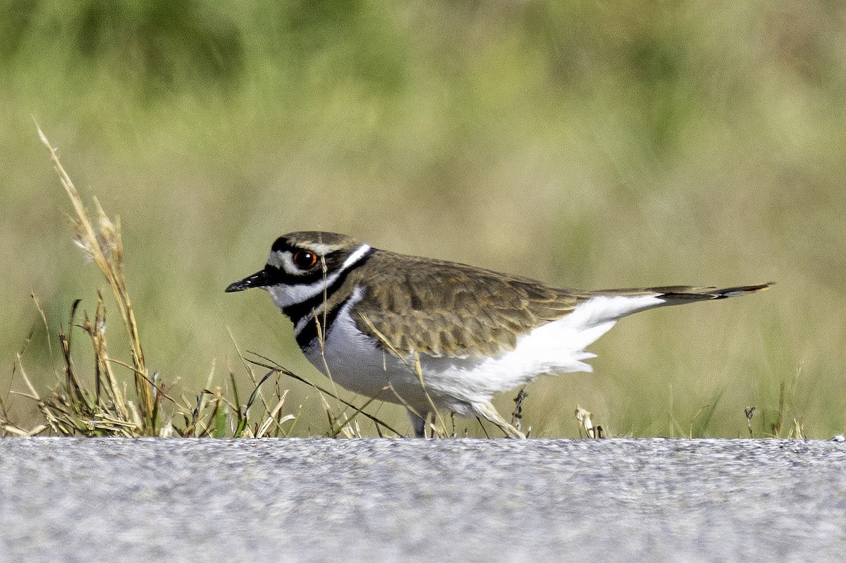 Killdeer - ML646186935