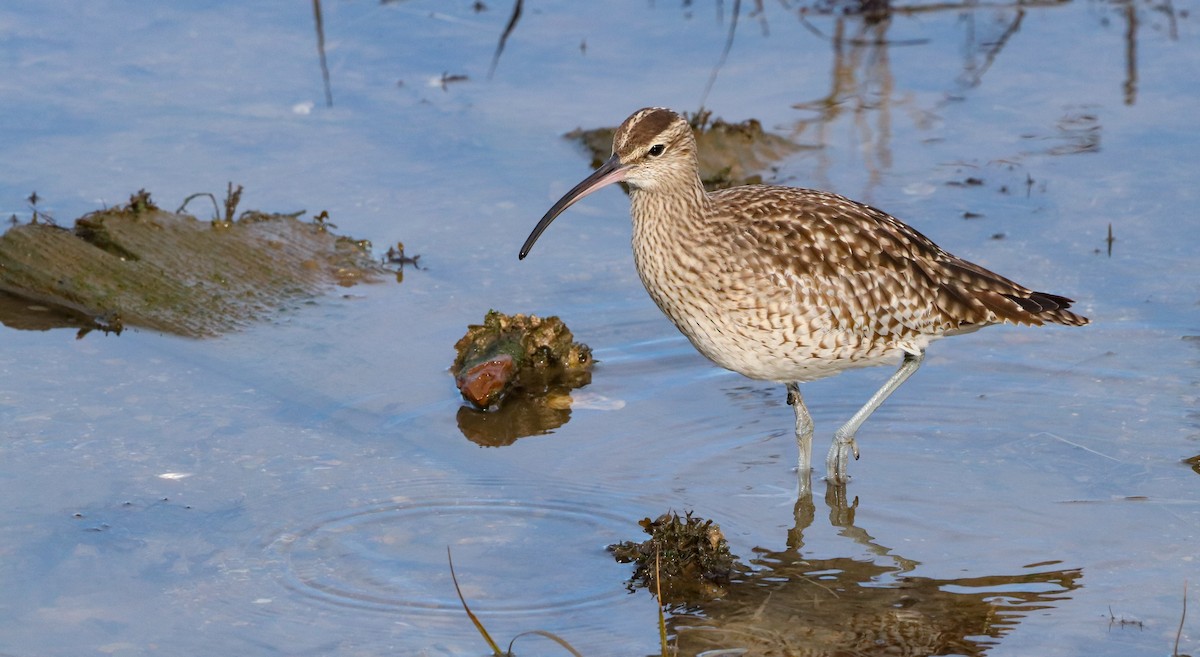Eurasian Whimbrel - ML646186937