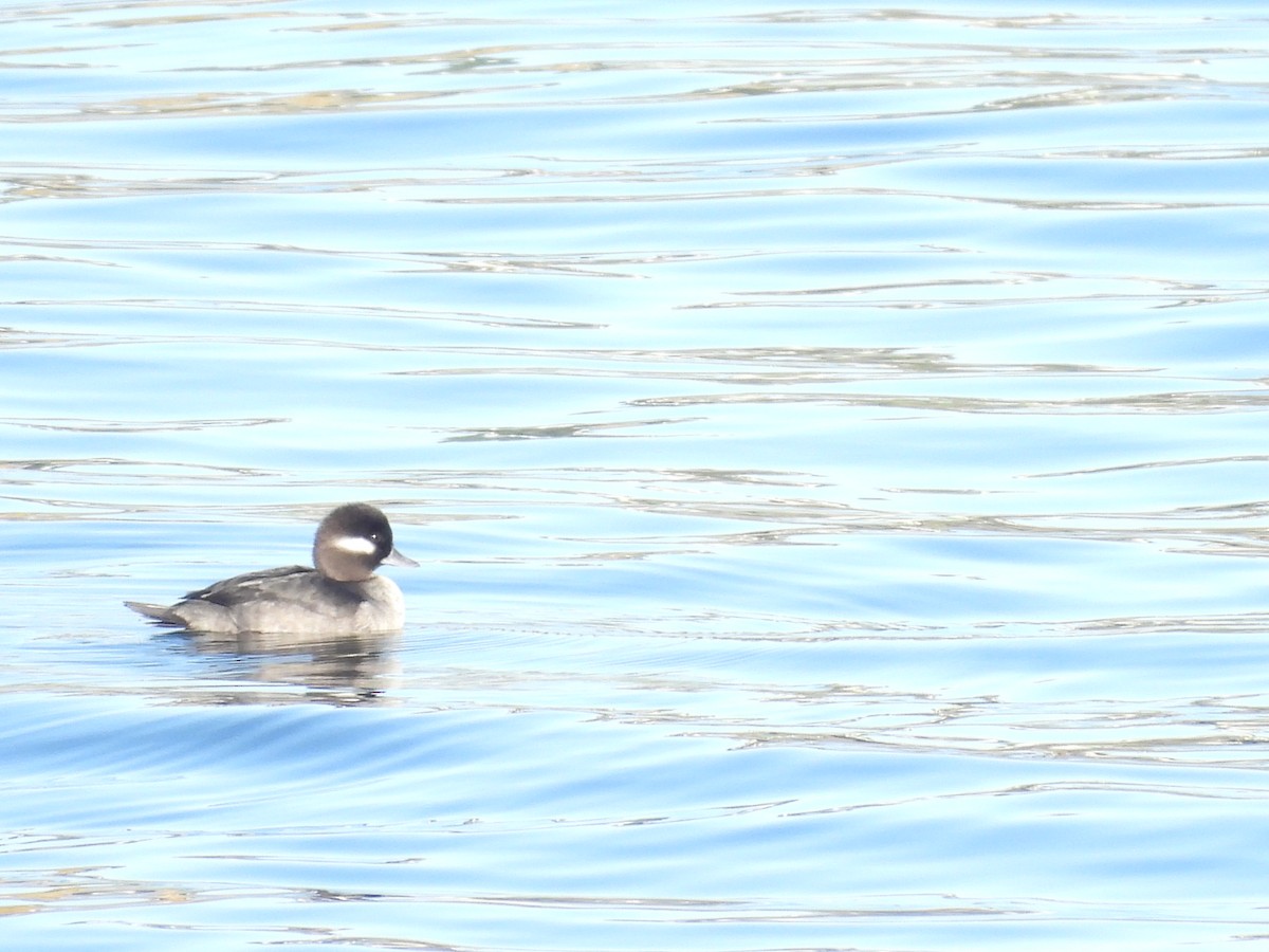 Bufflehead - ML646186938