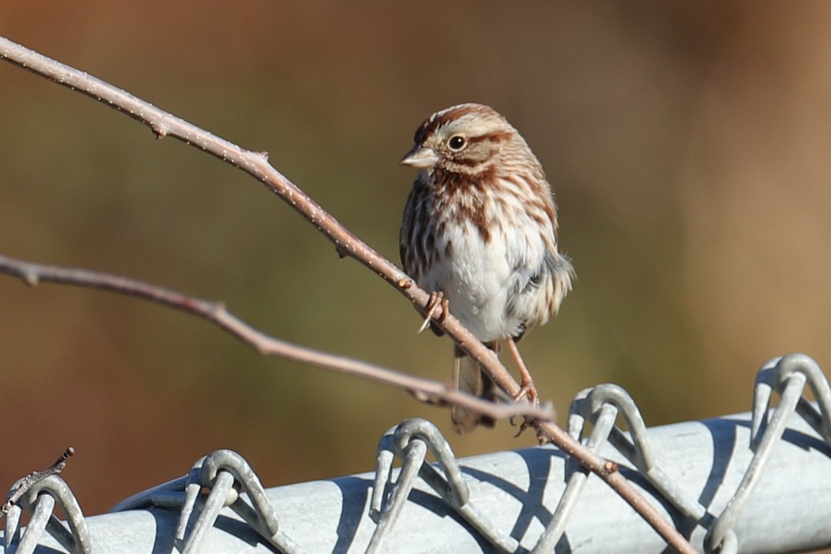 Song Sparrow - ML646186939