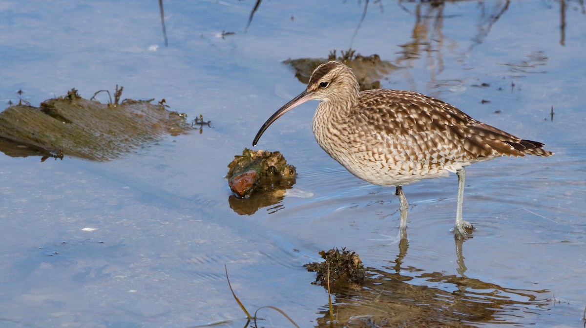 Eurasian Whimbrel - ML646186940