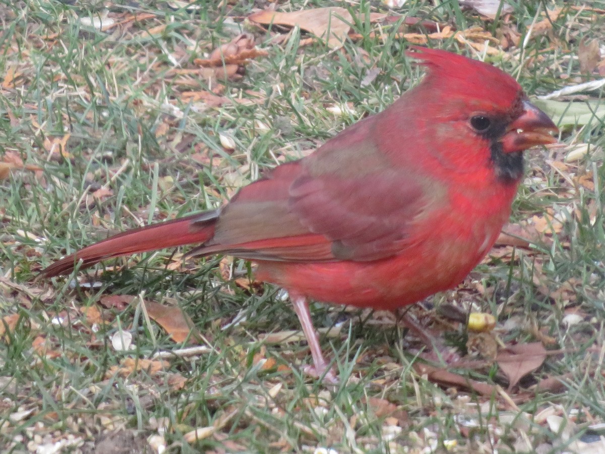 Northern Cardinal - ML646186941