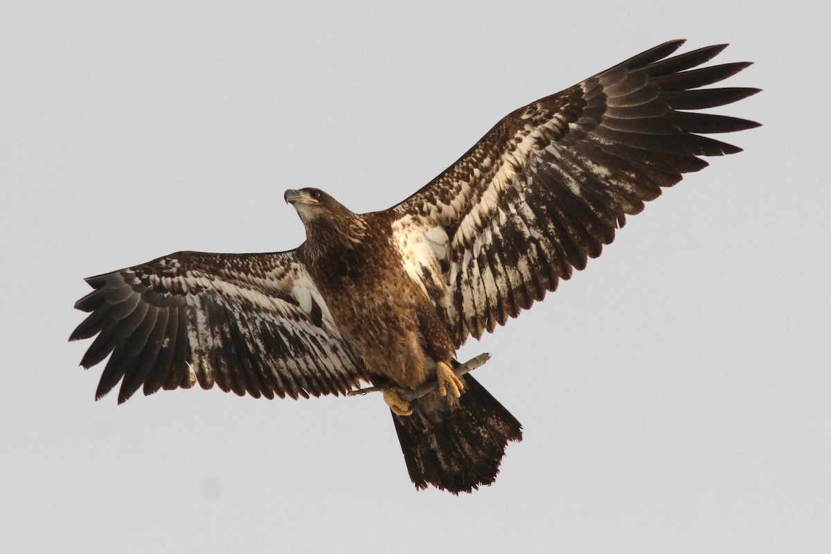 Bald Eagle - ML646186942