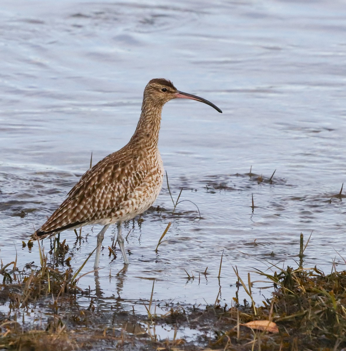 Eurasian Whimbrel - ML646186943