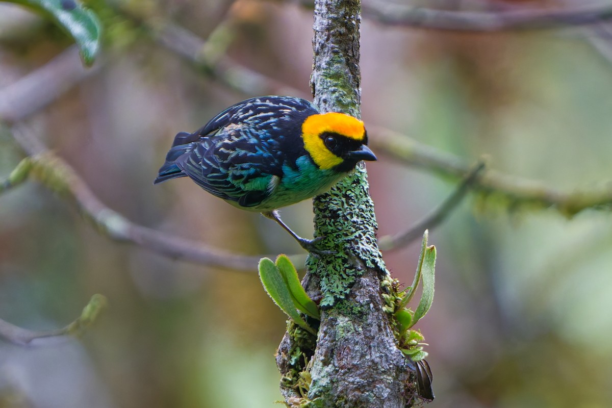 Saffron-crowned Tanager - ML646186944