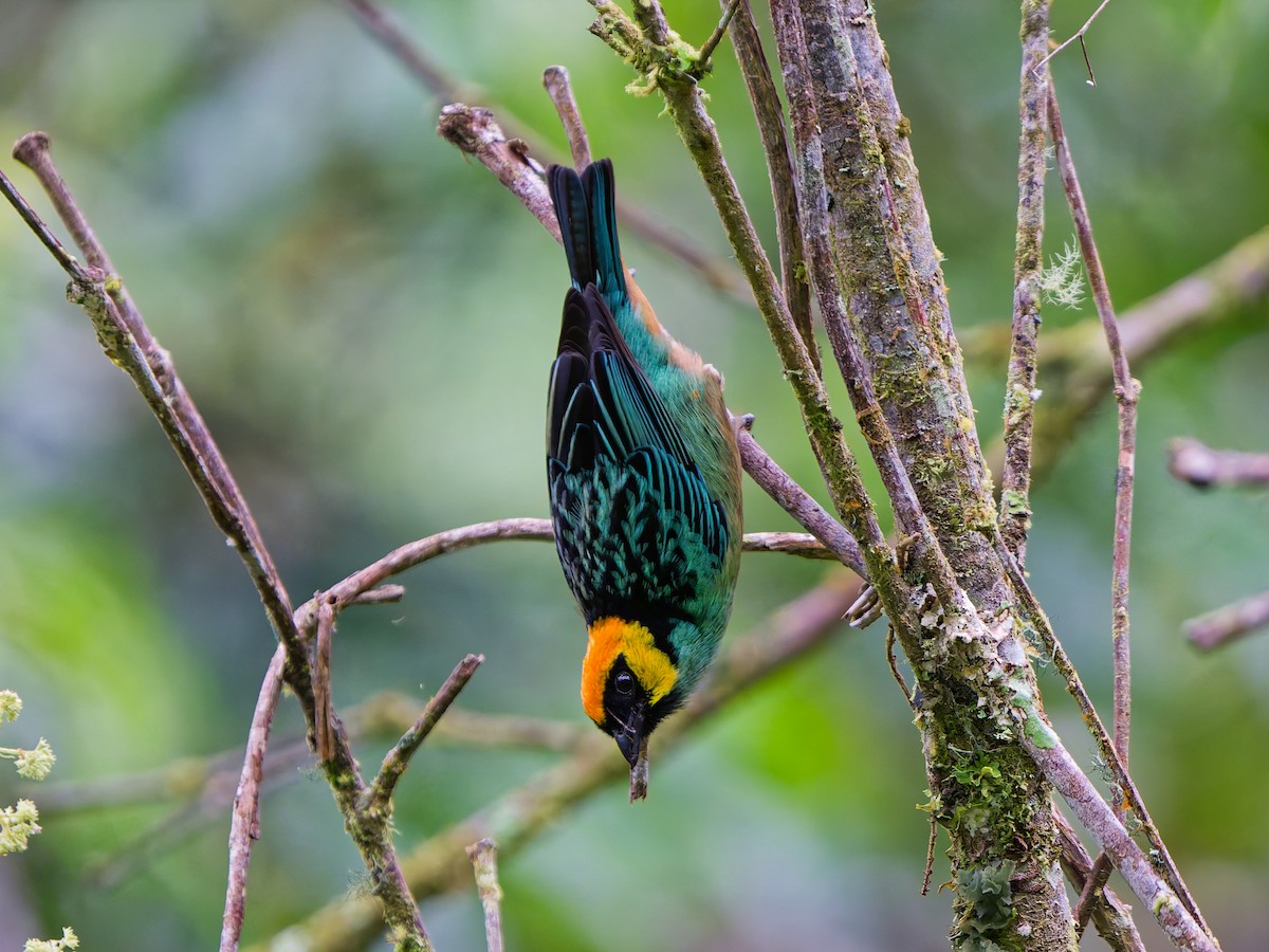 Saffron-crowned Tanager - ML646186945