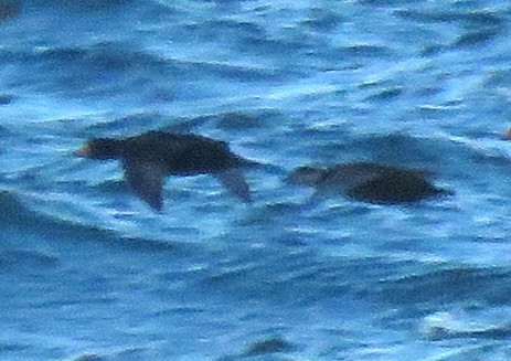 Black Scoter - ML646186946