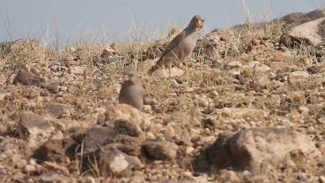 Trumpeter Finch - ML646186947